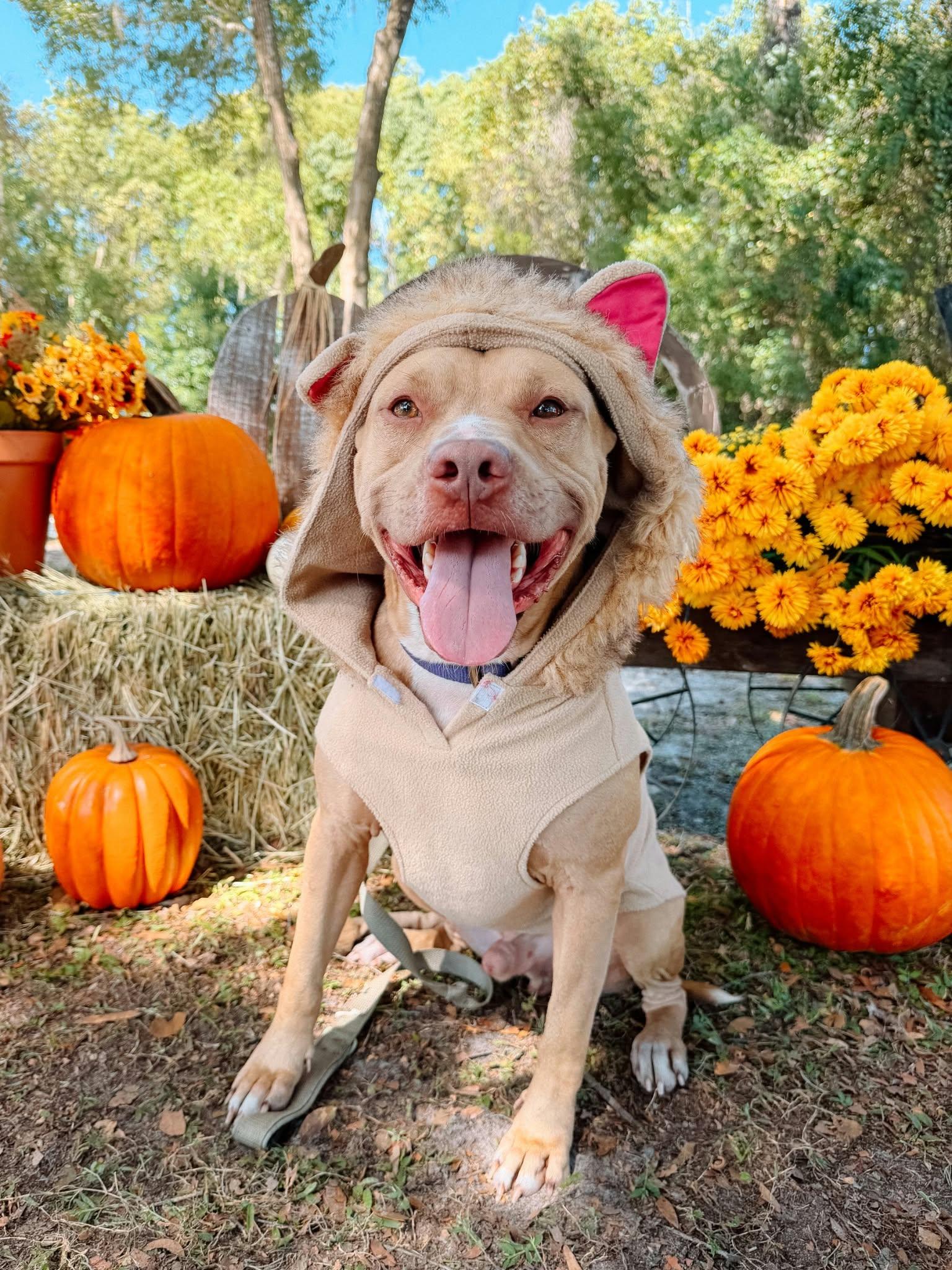 Enlarge Buddy (SPONSORED), a Adoptable mixed breed in Umatilla, FL image 1/4