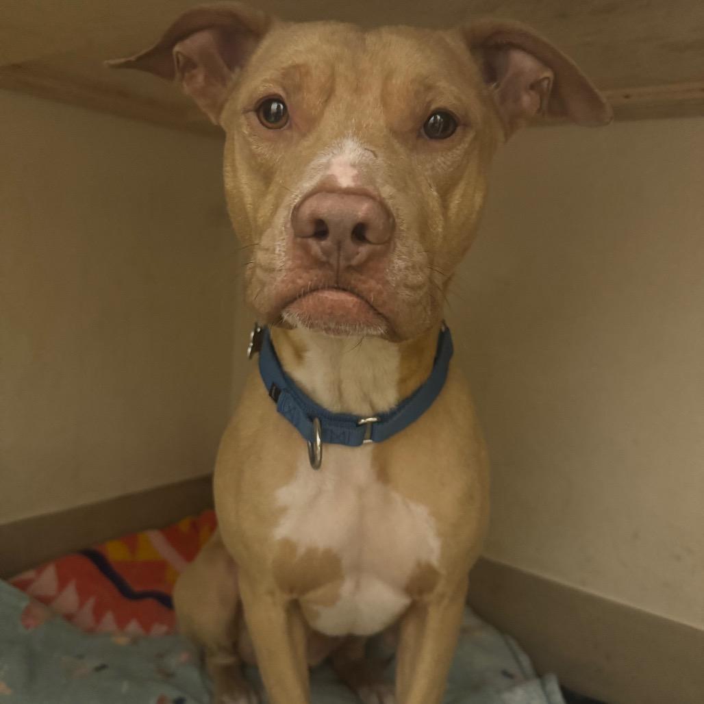 Enlarge Buddy, a Adoptable mixed breed in Umatilla, FL image 3/3