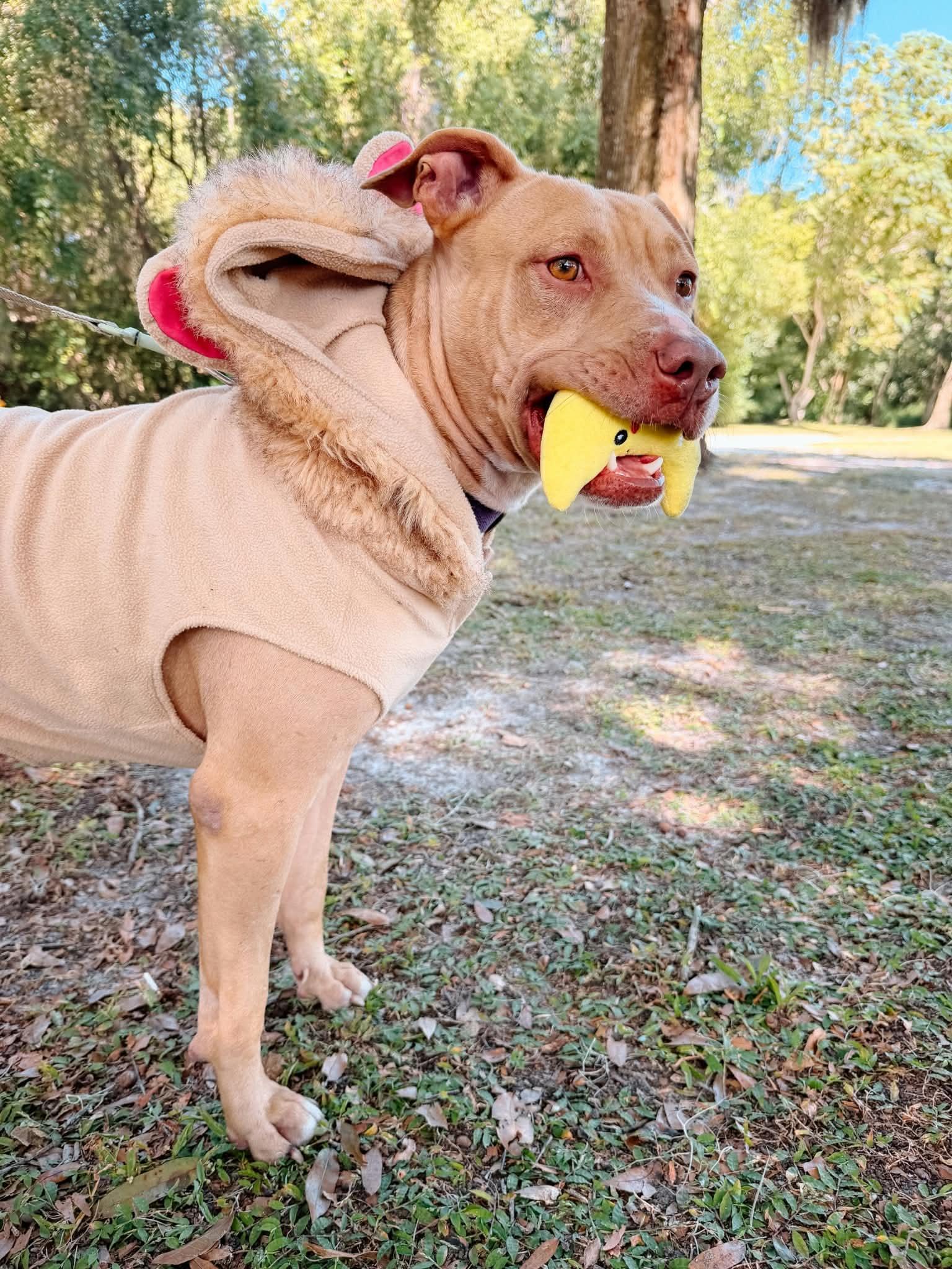 Enlarge Buddy (SPONSORED), a Adoptable mixed breed in Umatilla, FL image 2/4