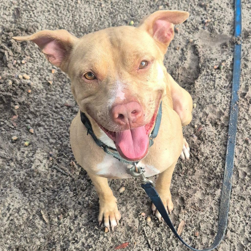 Enlarge Buddy, a Adoptable mixed breed in Umatilla, FL image 1/3