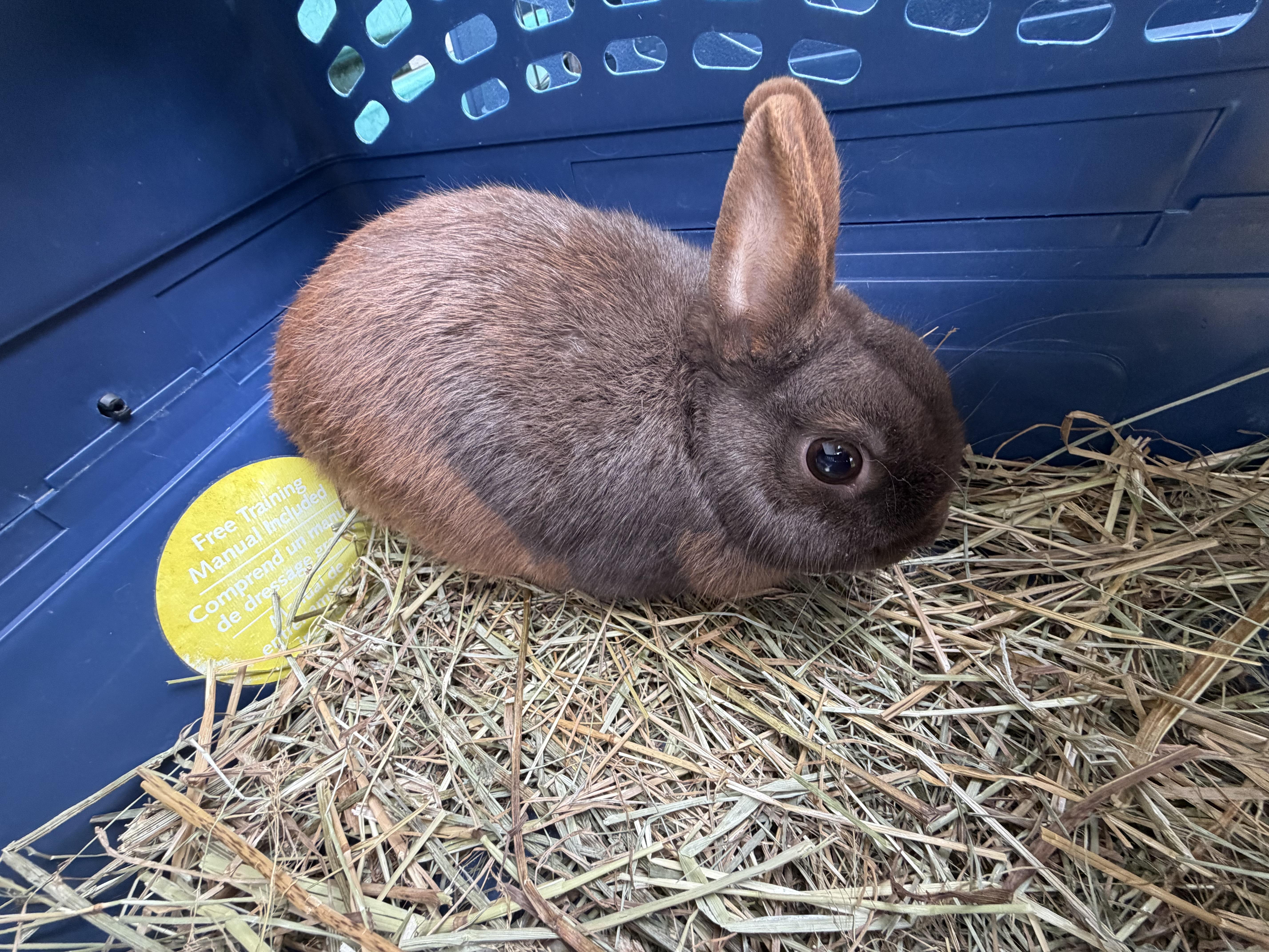 Harry, a ADOPTABLE Polish in Mansfield, CT image 3/3