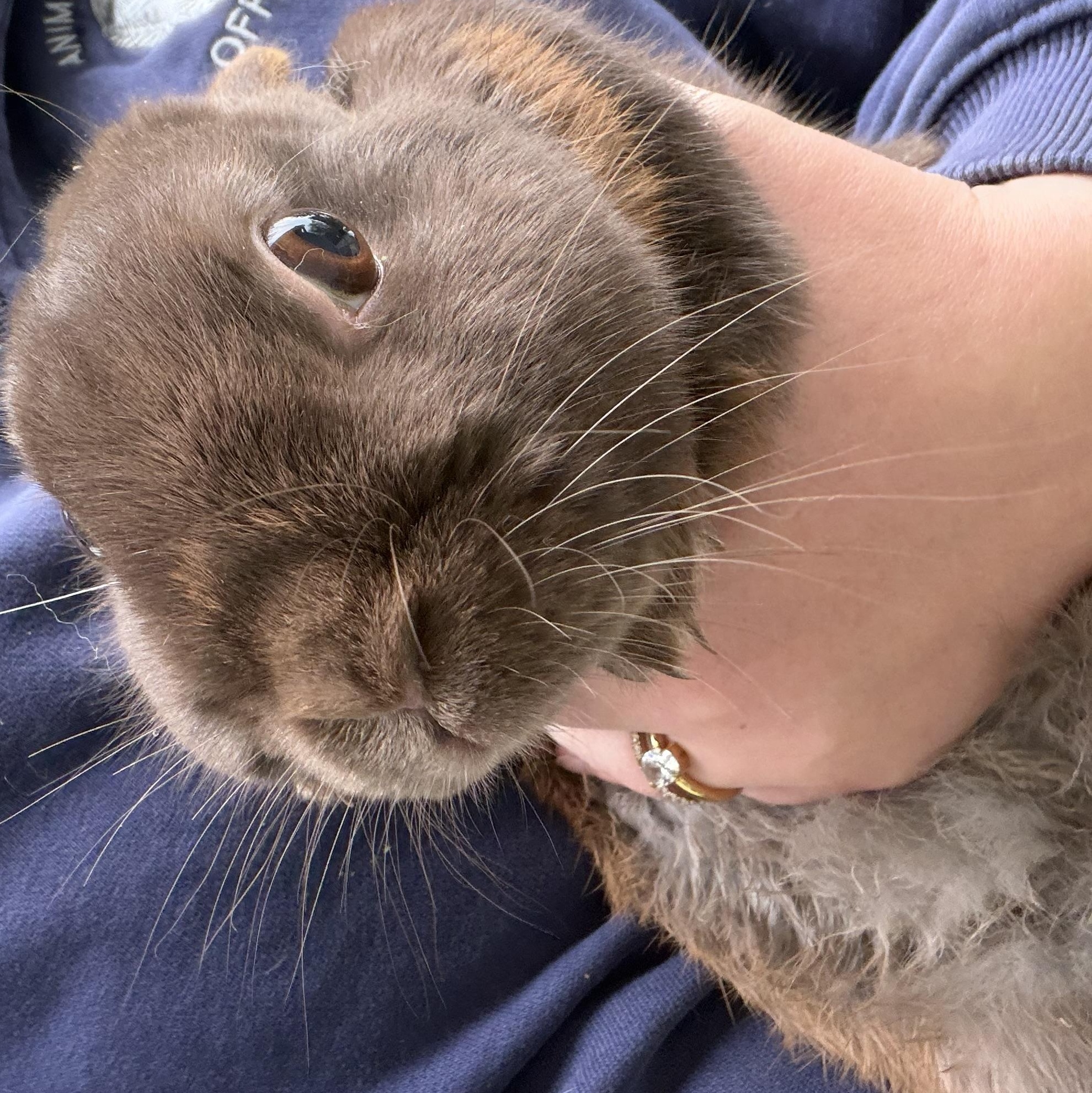 Harry, a ADOPTABLE Polish in Mansfield, CT image 2/3