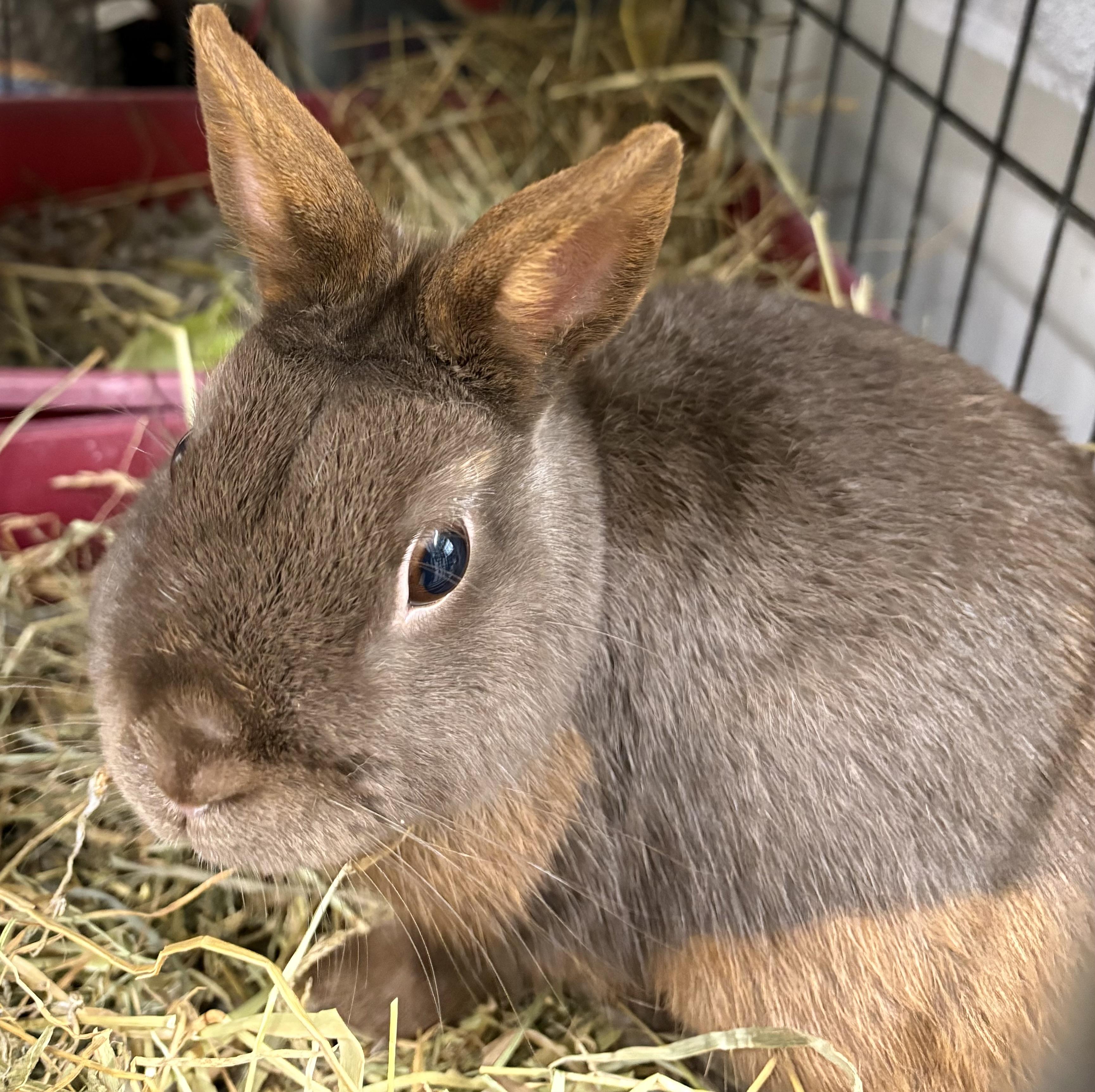 Harry, a ADOPTABLE Polish in Mansfield, CT image 1/3