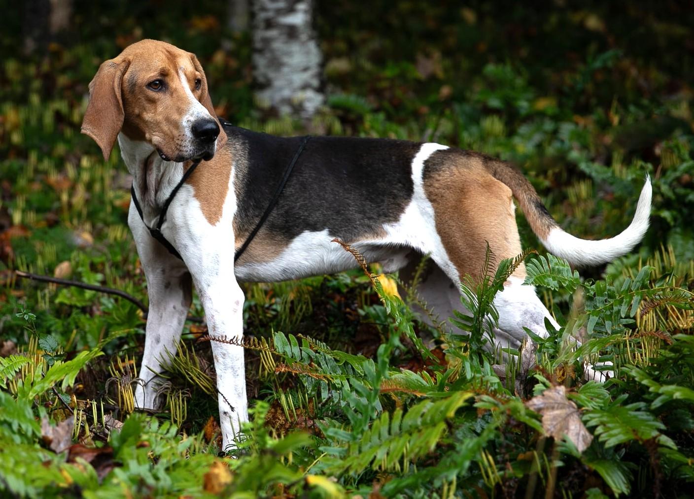 Enlarge Wilie, a Adoptable Foxhound in Lexington, MA image 3/5