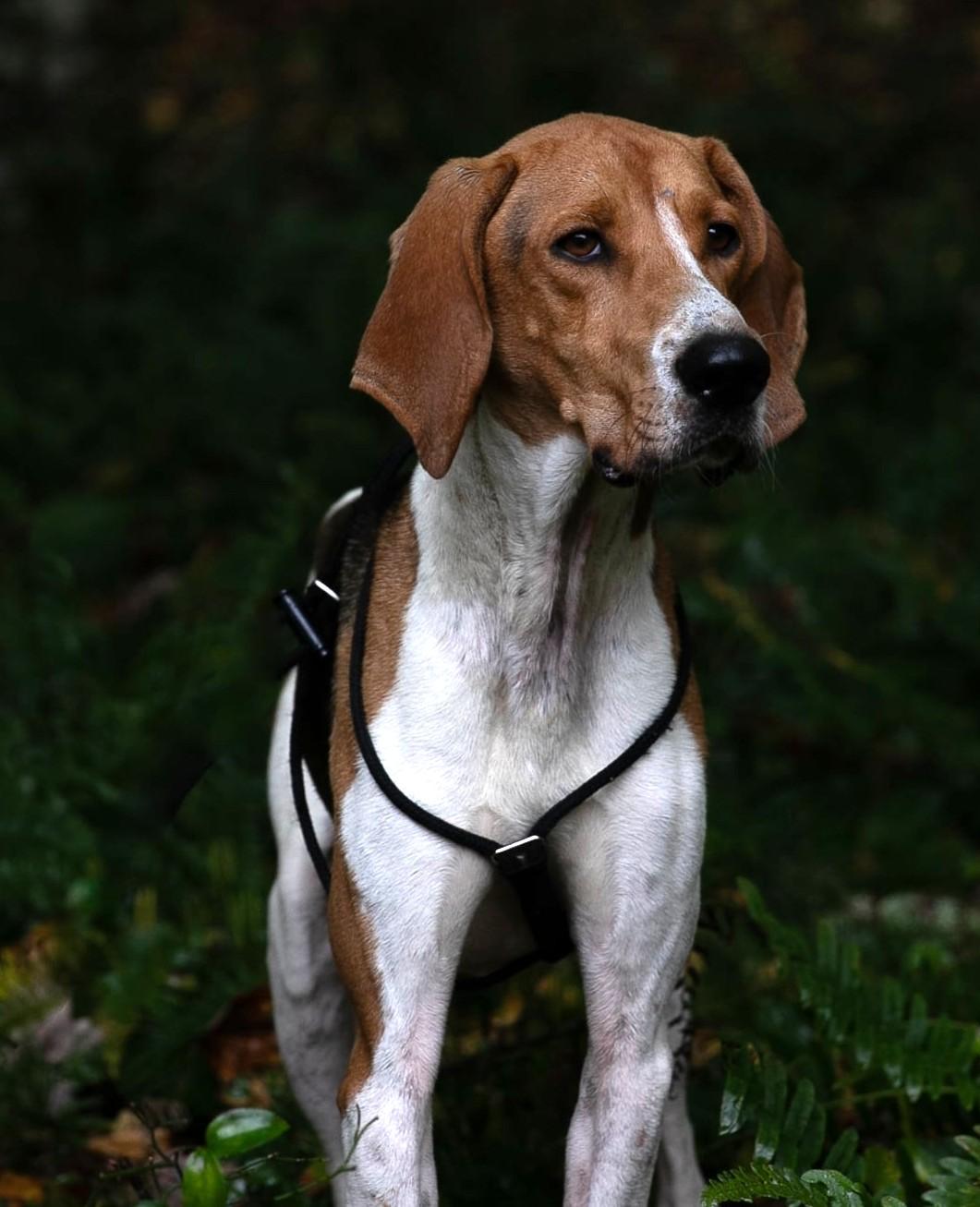 Enlarge Wilie, a Adoptable Foxhound in Lexington, MA image 1/5