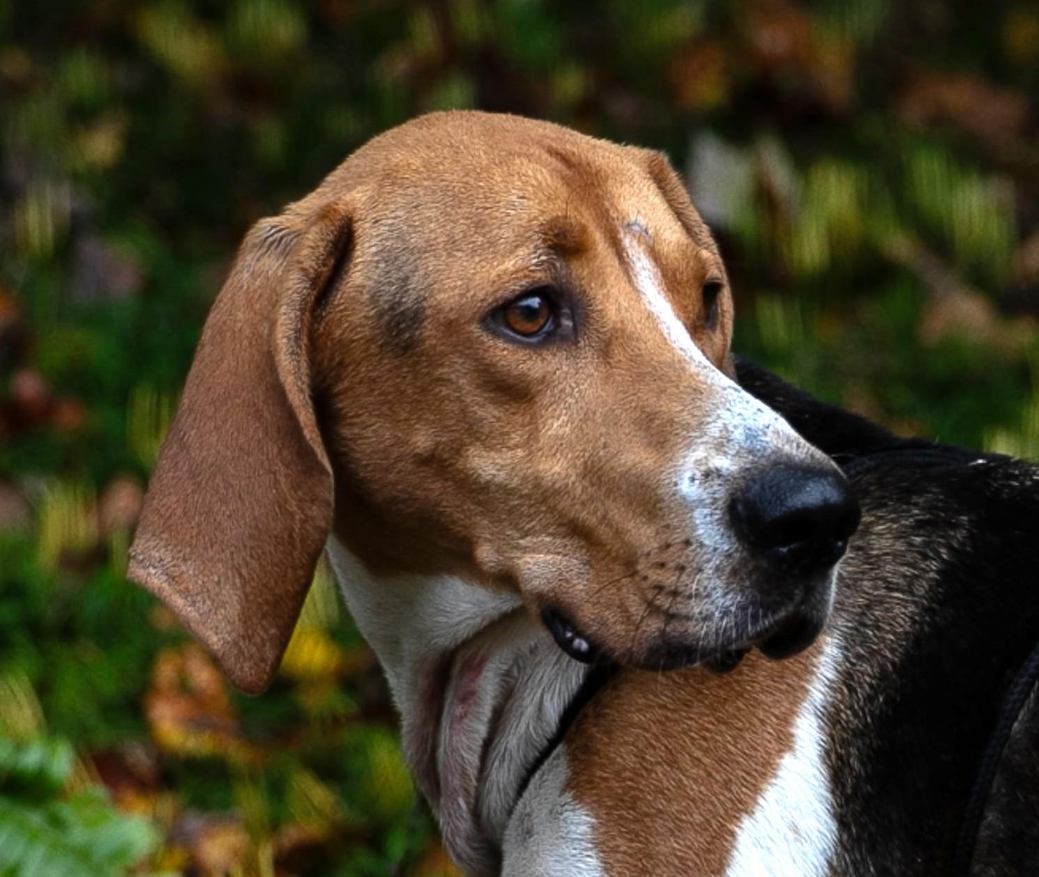 Enlarge Wilie, a Adoptable Foxhound in Lexington, MA image 5/5