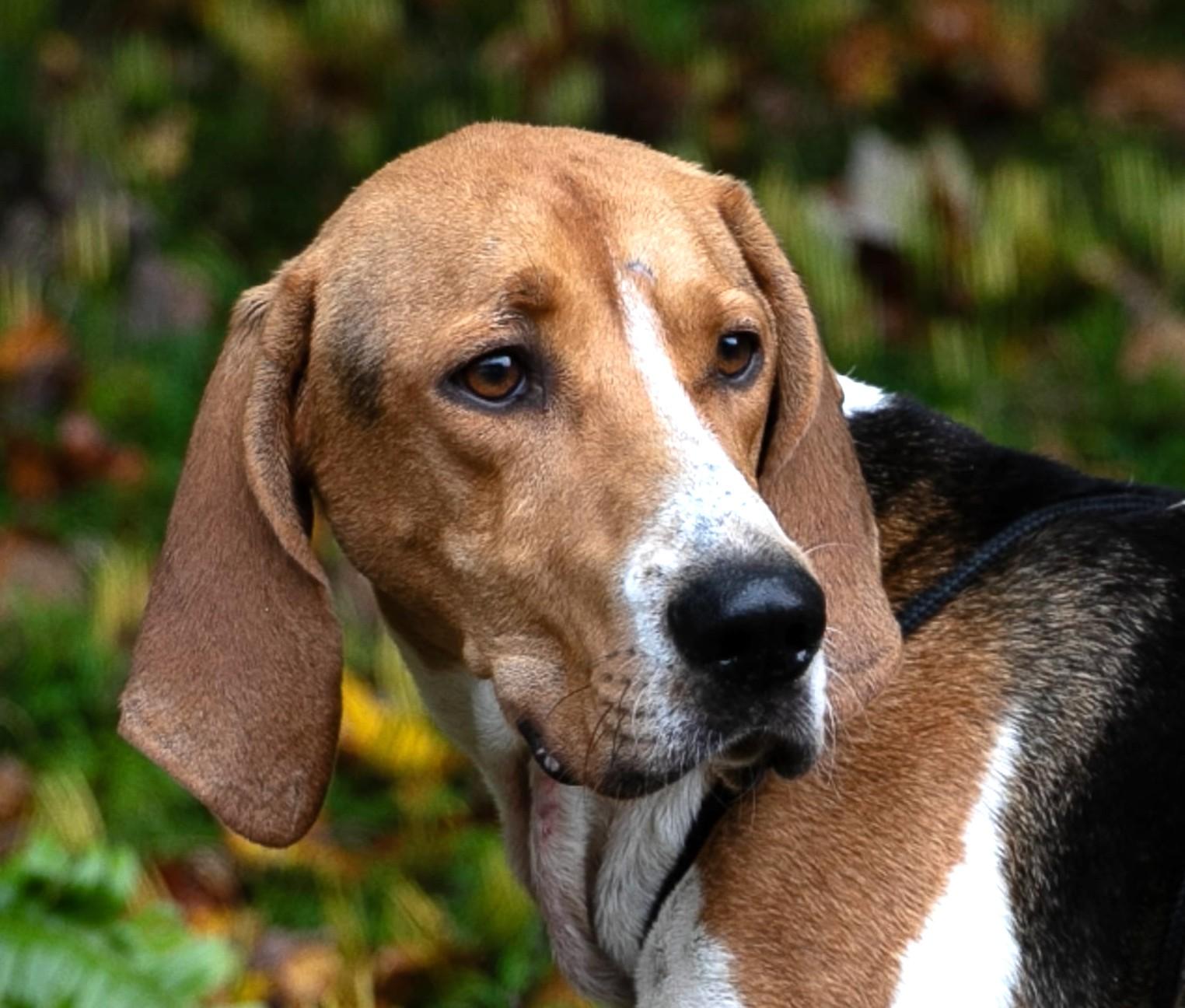 Enlarge Wilie, a Adoptable Foxhound in Lexington, MA image 2/5