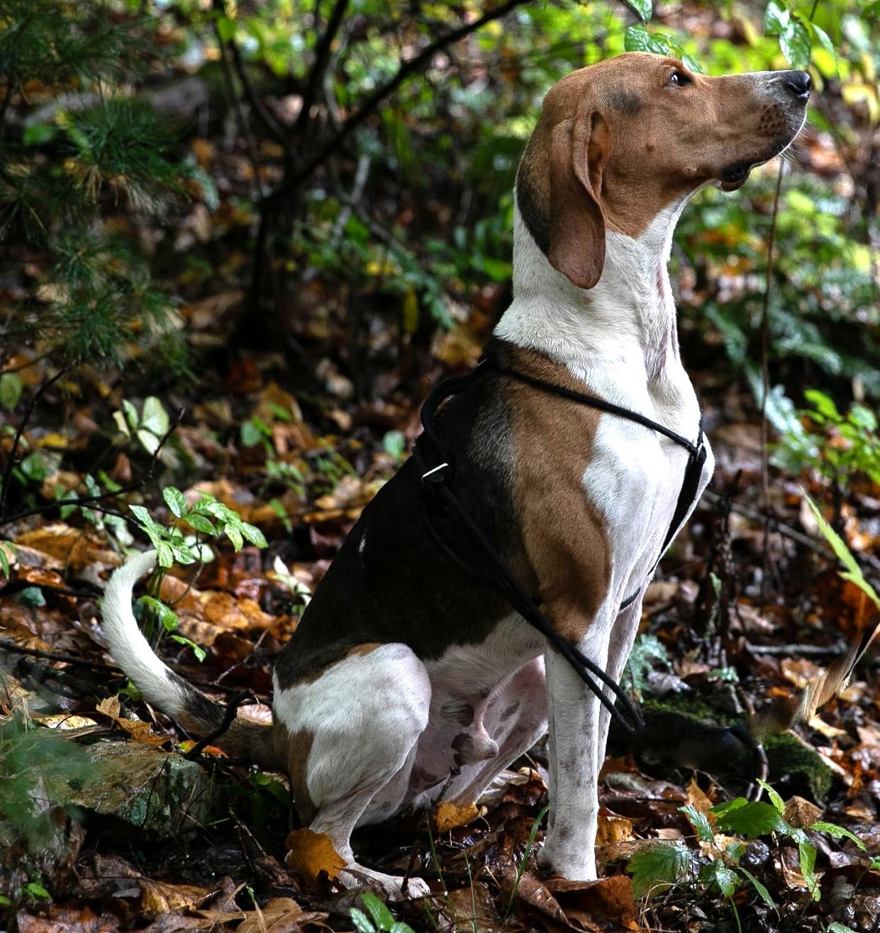 Enlarge Wilie, a Adoptable Foxhound in Lexington, MA image 4/5