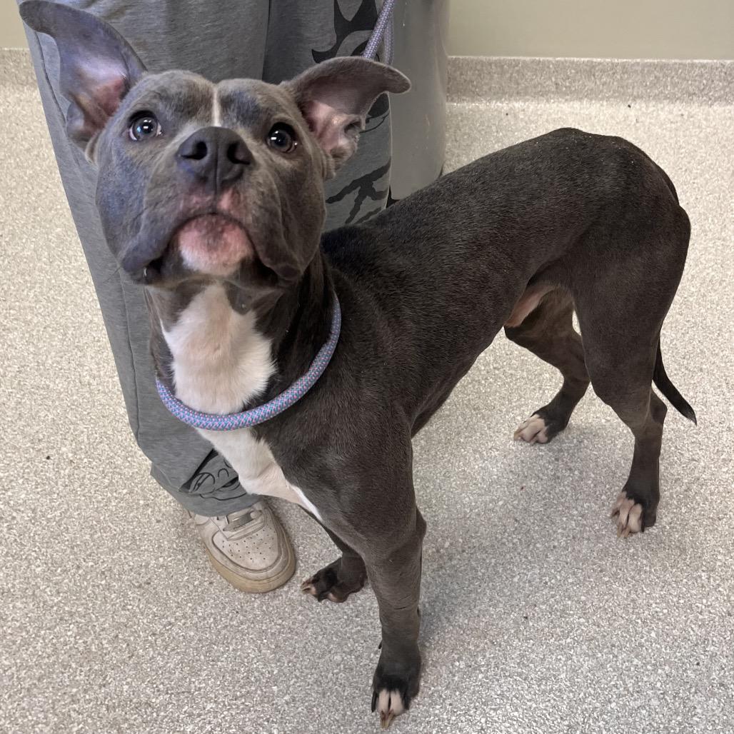 Spunky, ADOPTABLE, Adult Male American Staffordshire Terrier.