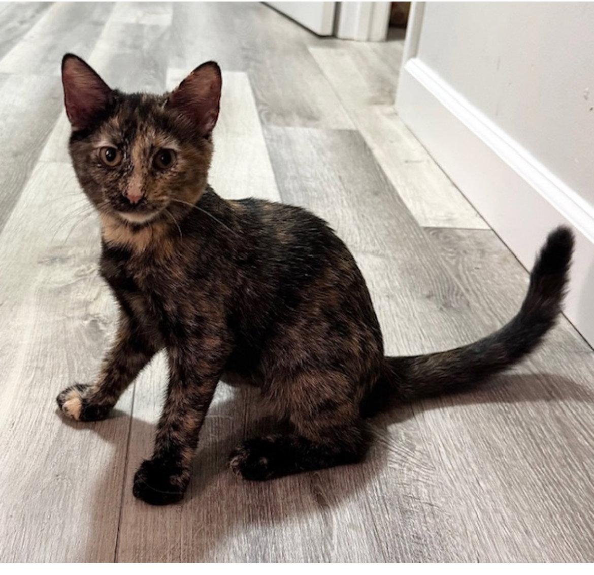 Pepper, Adopted, Kitten Female Tortoiseshell & Domestic Short Hair.