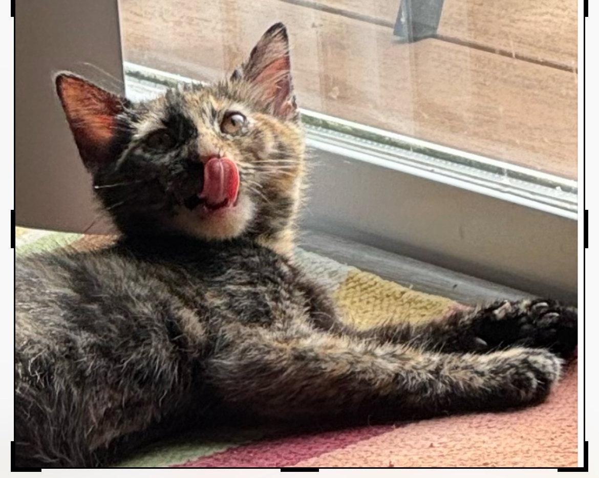 Enlarge Pepper, a Adopted mixed breed in O'Fallon, MO image 2/2