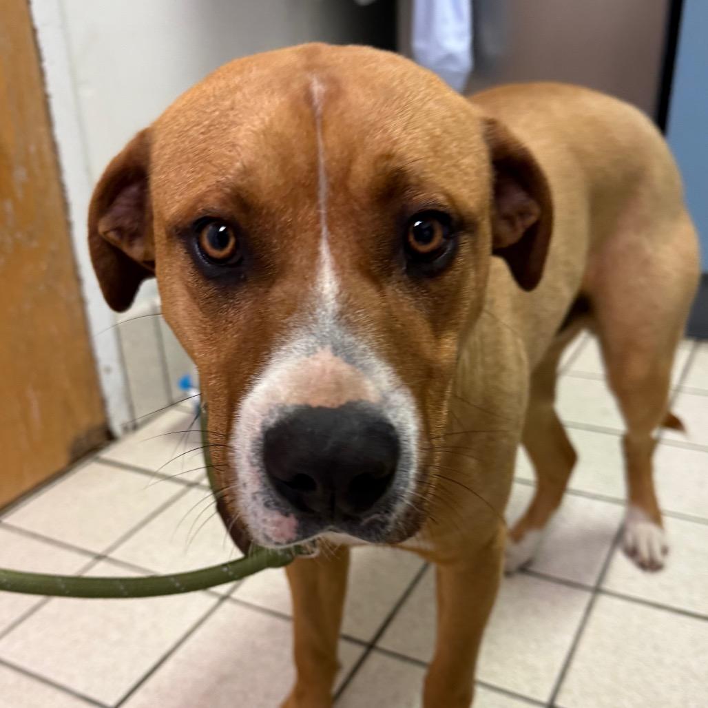 Enlarge Turquoise, a Adoptable Mixed Breed in Charleston, WV image 1/2
