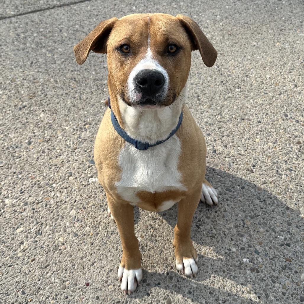 Enlarge Turquoise, a Adoptable Mixed Breed in Charleston, WV image 2/2