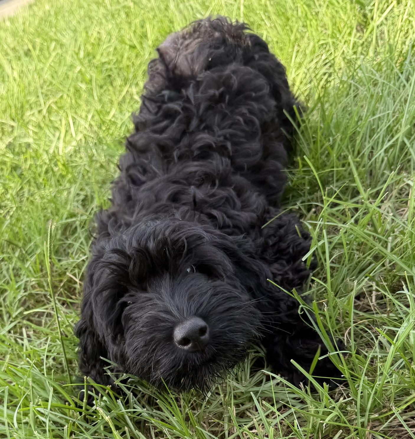 Nicolette, an adoptable Labradoodle in Orlando, FL image 4/4