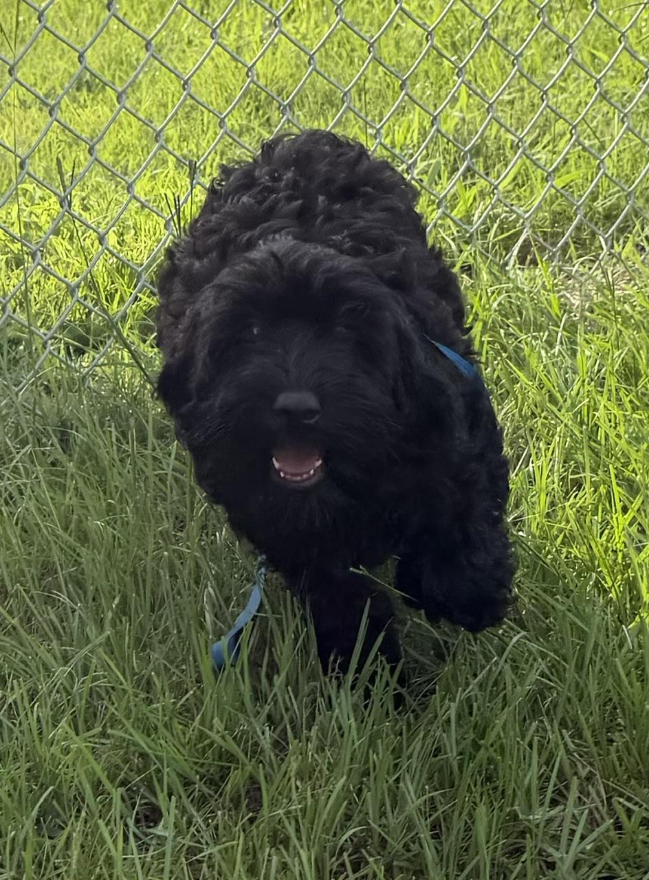 Nicolette, an adoptable Labradoodle in Orlando, FL image 2/4
