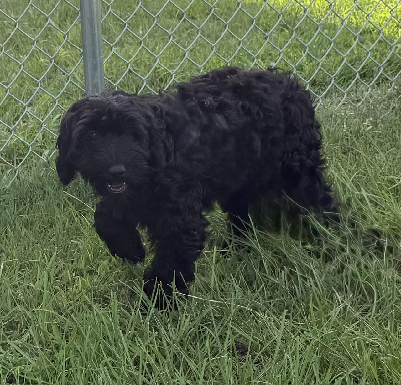 Nicolette, adoptable, Young Female Labradoodle.