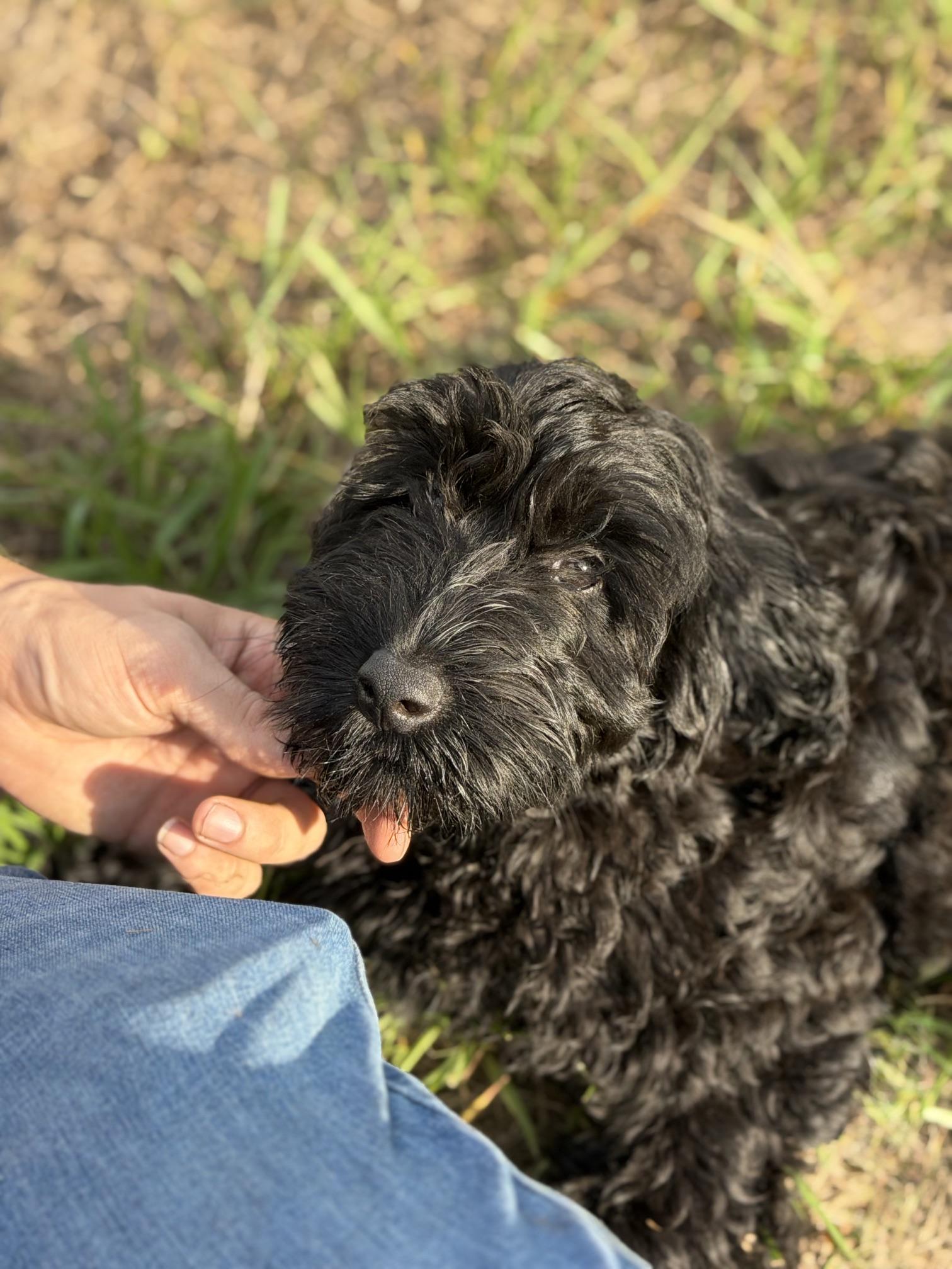 Nicolette, an adoptable Labradoodle in Orlando, FL image 3/4