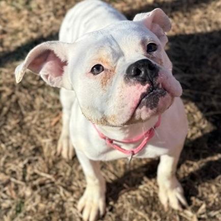 Clawdine thumbnail 5