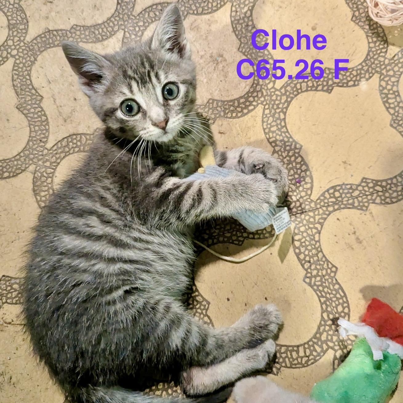 Enlarge Foster Chloe, a Adoptable mixed breed in Batavia, NY image 1/1