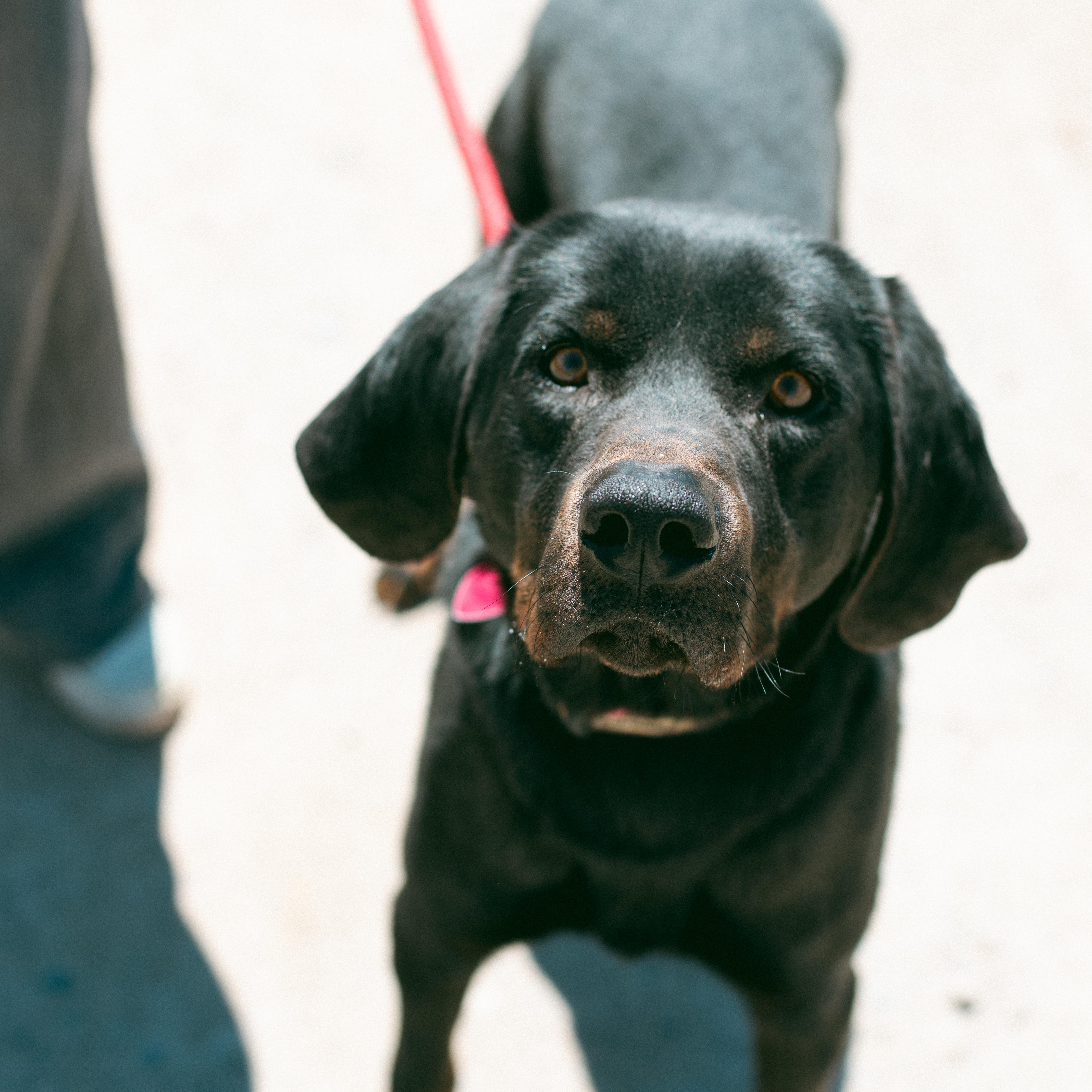 Dodger, an adoptable Coonhound, Black Labrador Retriever in Thayne, WY, 83127 | Photo Image 3