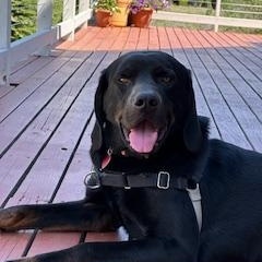 Dodger, Adult Male unknown