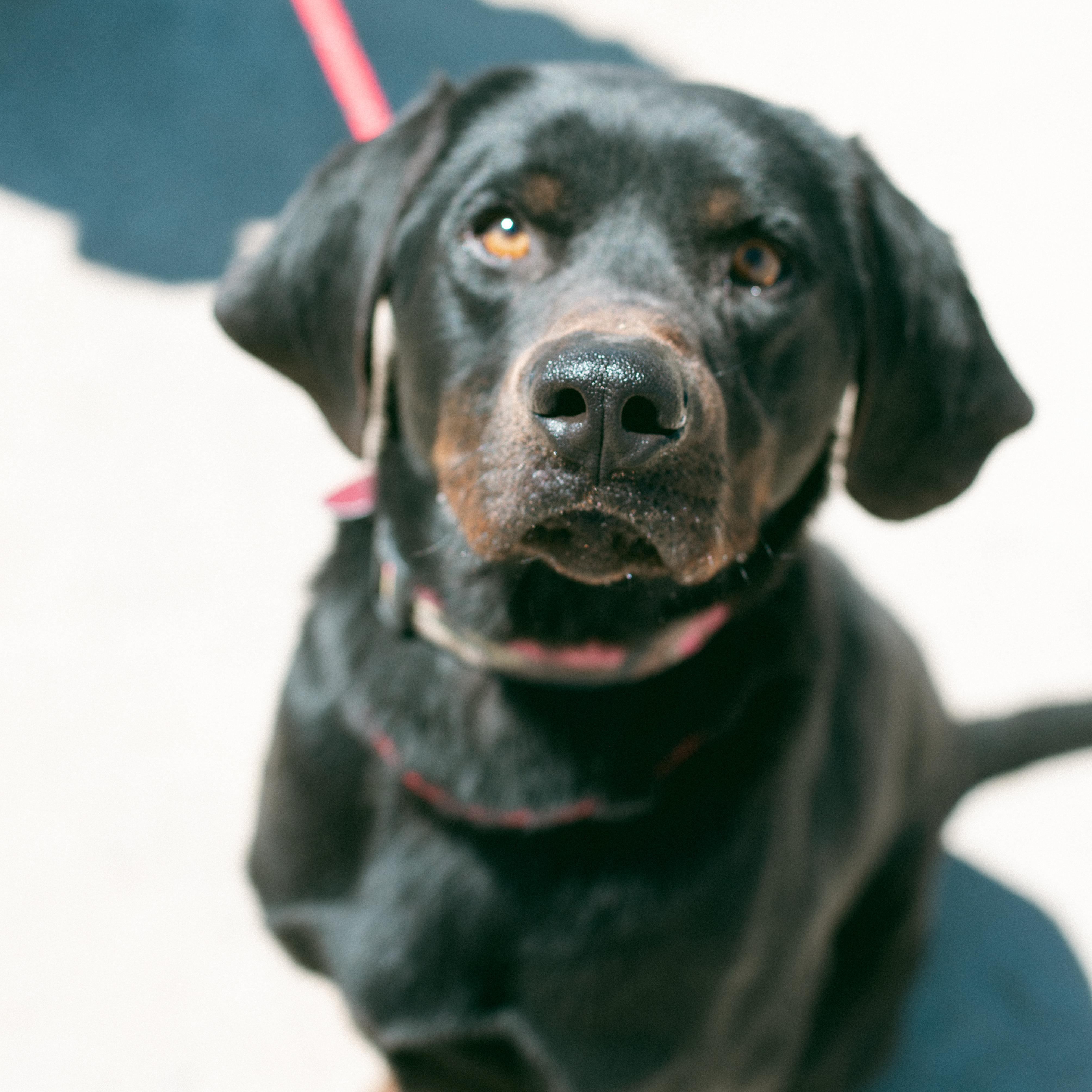 Dodger, an adoptable Coonhound, Black Labrador Retriever in Thayne, WY, 83127 | Photo Image 2