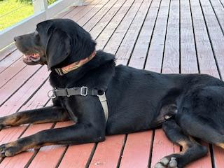 Dodger photo 4