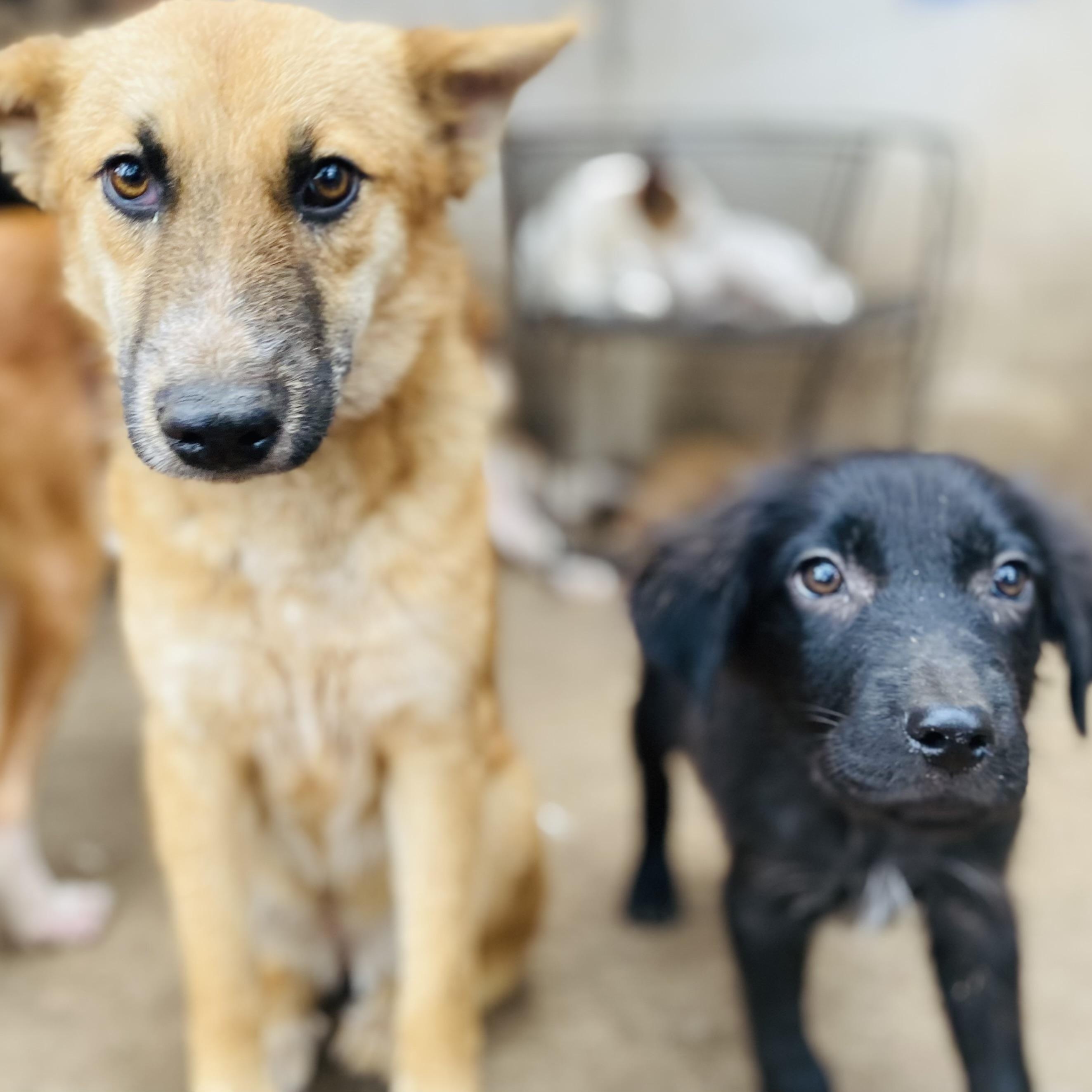 Enlarge Tulip Tuletta PC, an adopted German Shepherd Dog in Brattleboro, VT image 3/5
