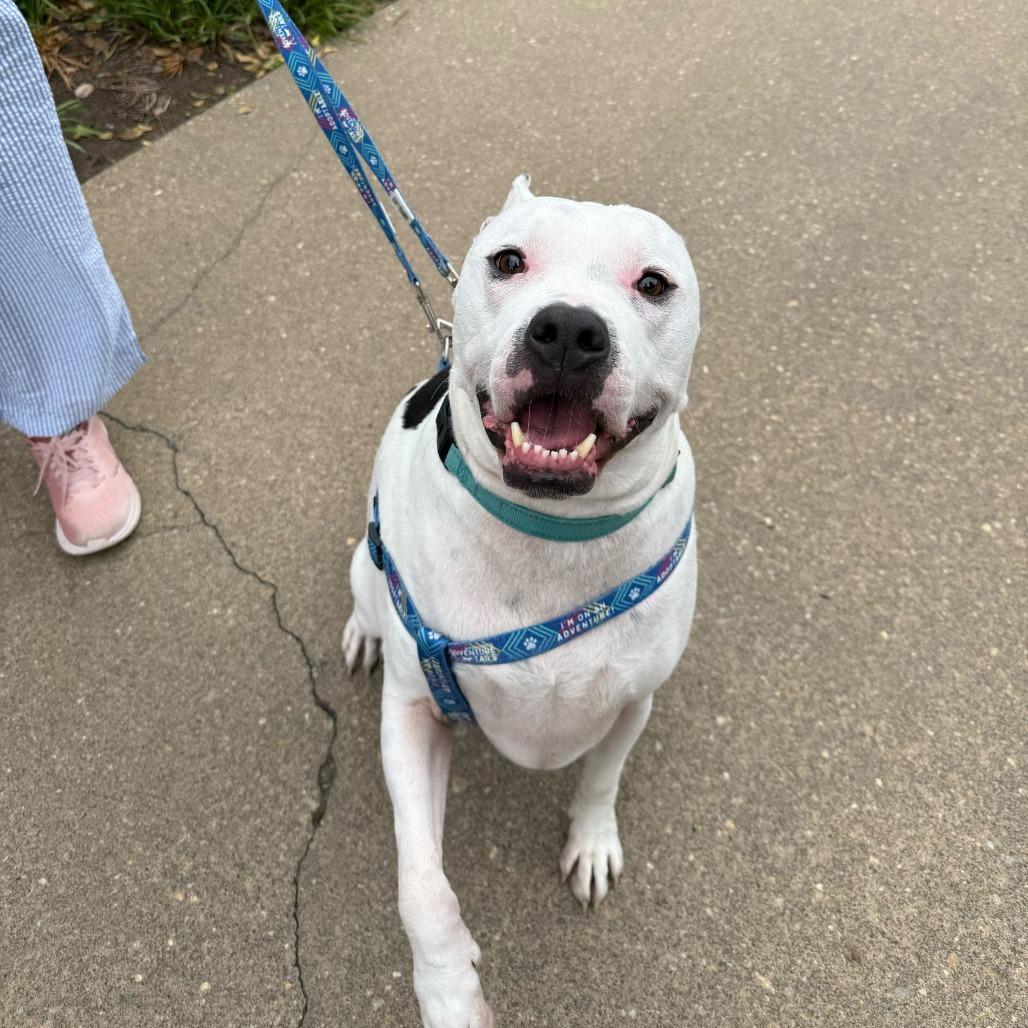 Olaf, a Adoptable Mixed Breed in Fredericksburg, VA image 1/6