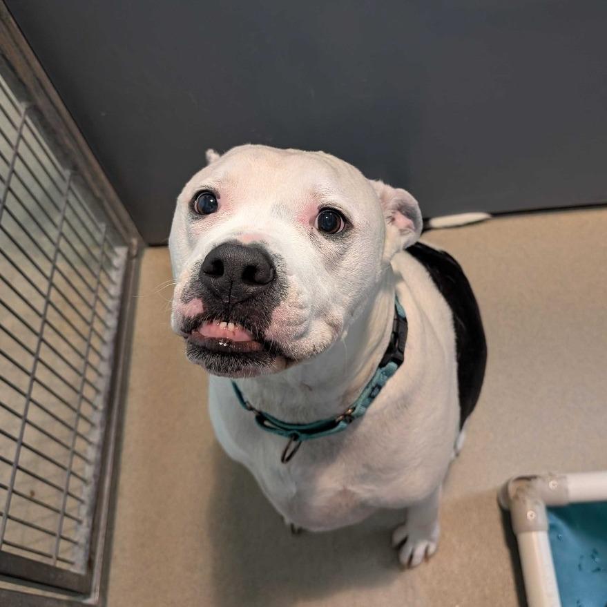Olaf, a Adoptable Mixed Breed in Fredericksburg, VA image 2/6