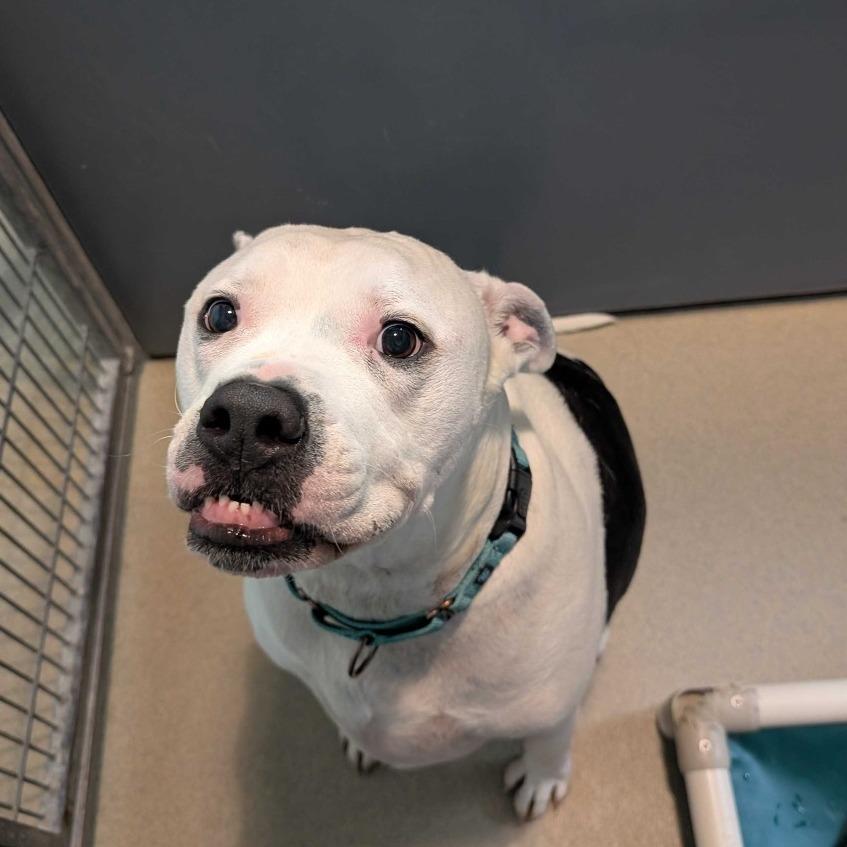 Olaf, a Adoptable Mixed Breed in Fredericksburg, VA image 3/6
