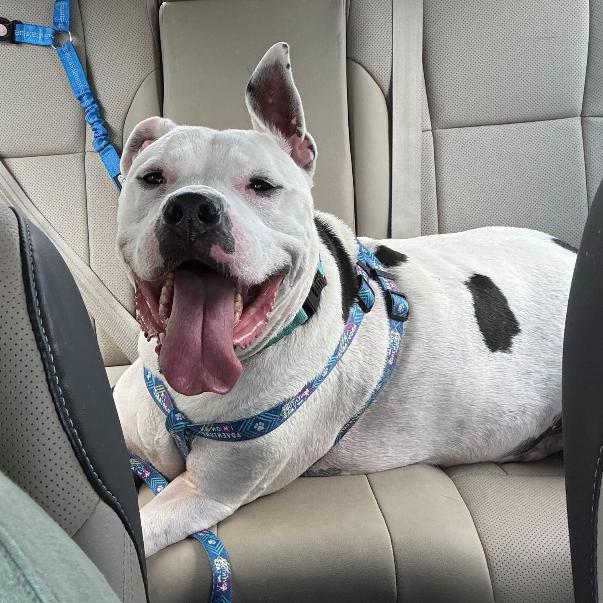 Olaf, a Adoptable Mixed Breed in Fredericksburg, VA image 4/6