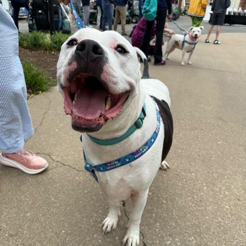 Olaf, a Adoptable Mixed Breed in Fredericksburg, VA image 5/6