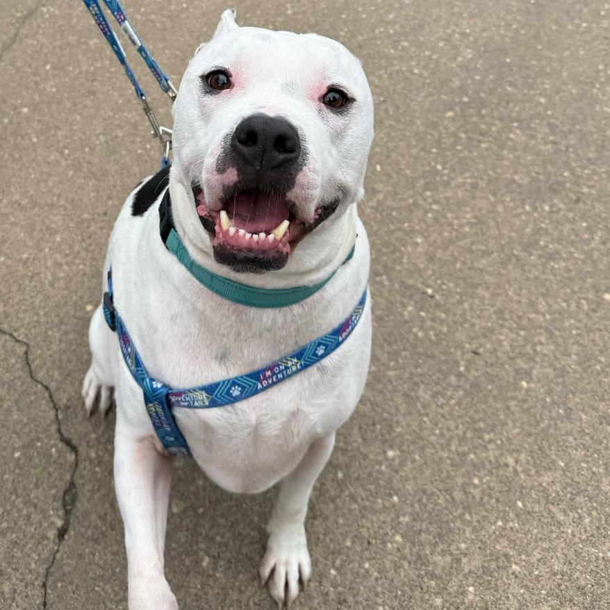 Olaf, a Adoptable Mixed Breed in Fredericksburg, VA image 6/6