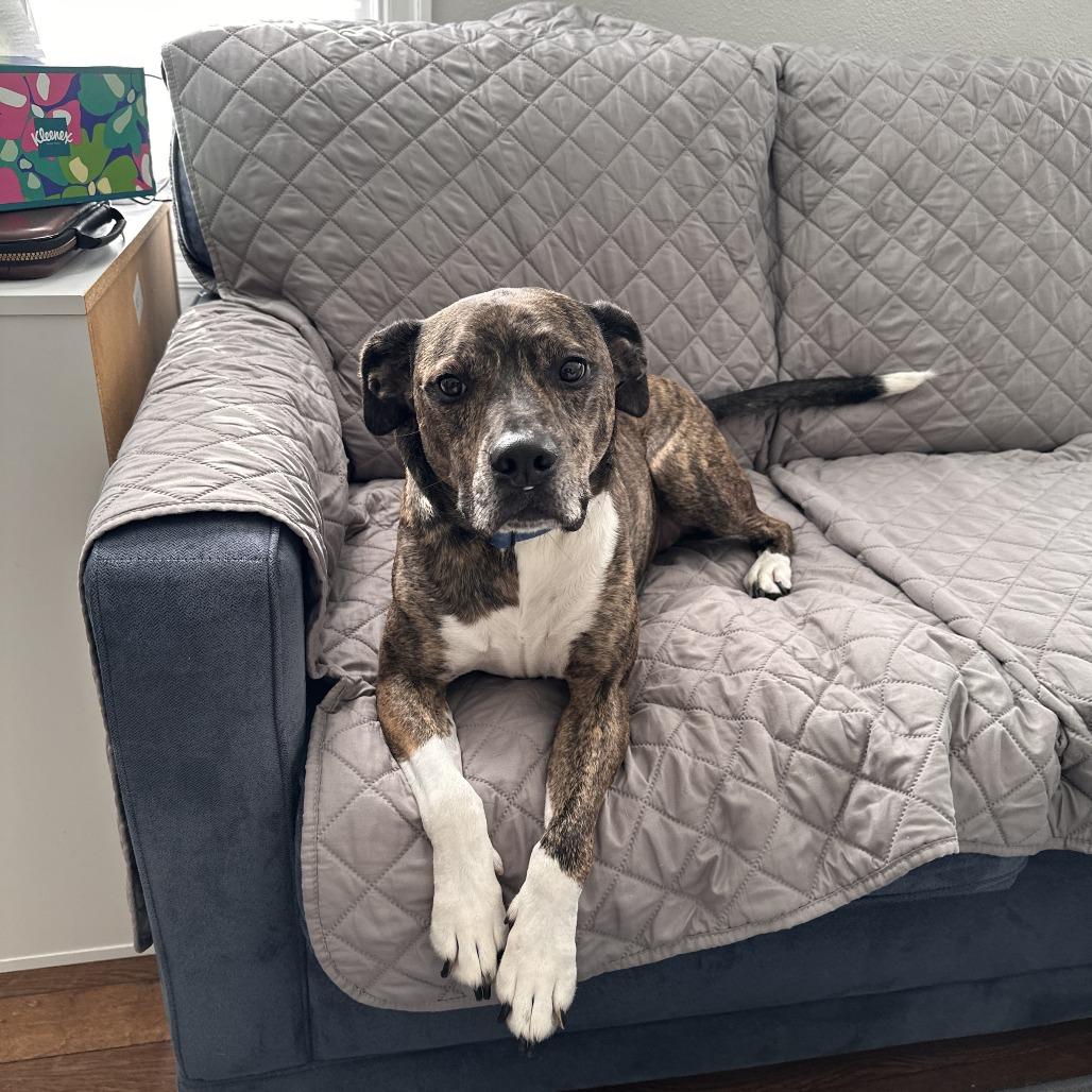 Leonardo, Adoptable, Adult Male Plott Hound & Mixed Breed.