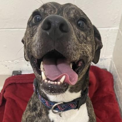 Leonardo, Adoptable, Adult Male Plott Hound.