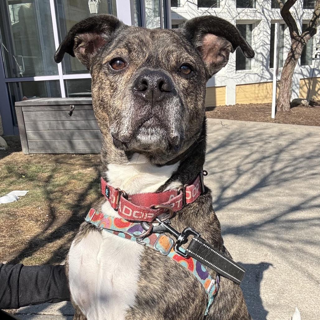 Enlarge Leonardo, a Adoptable mixed breed in Indianapolis, IN image 1/6