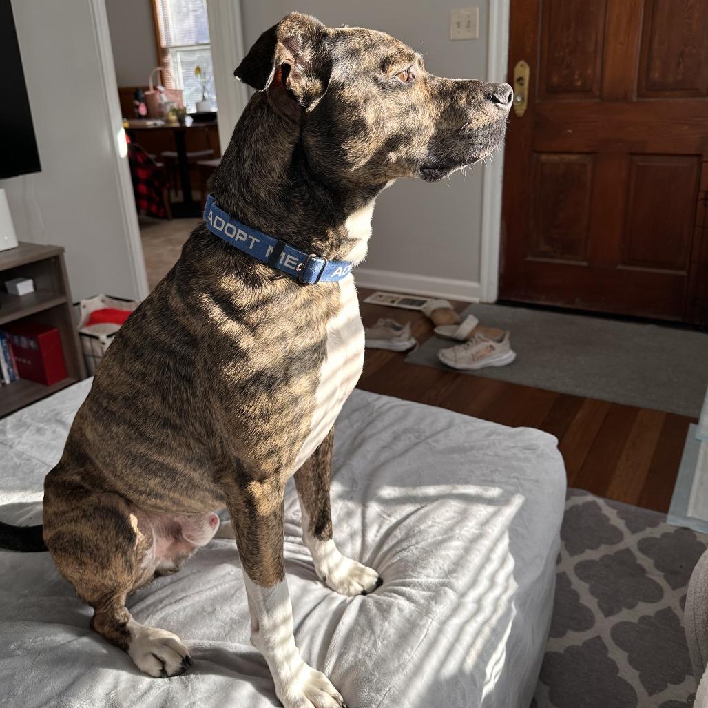 Enlarge Leonardo, a Adoptable mixed breed in Indianapolis, IN image 3/6