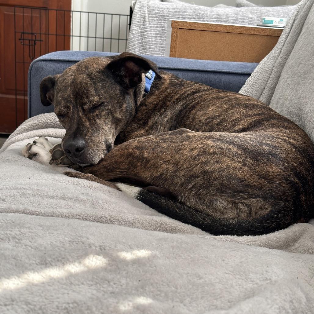 Enlarge Leonardo, a Adoptable mixed breed in Indianapolis, IN image 4/6