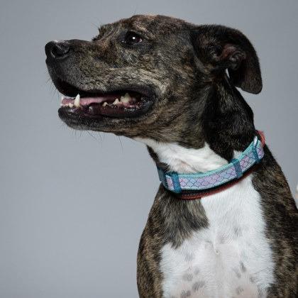 Enlarge Leonardo, a Adoptable mixed breed in Indianapolis, IN image 4/6