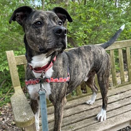 Enlarge Leonardo, a Adoptable mixed breed in Indianapolis, IN image 5/6
