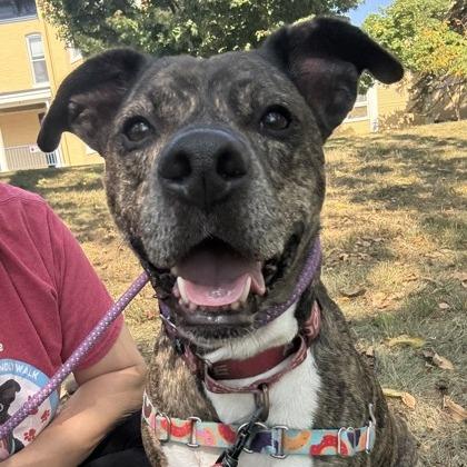 Enlarge Leonardo, a Adoptable mixed breed in Indianapolis, IN image 6/6