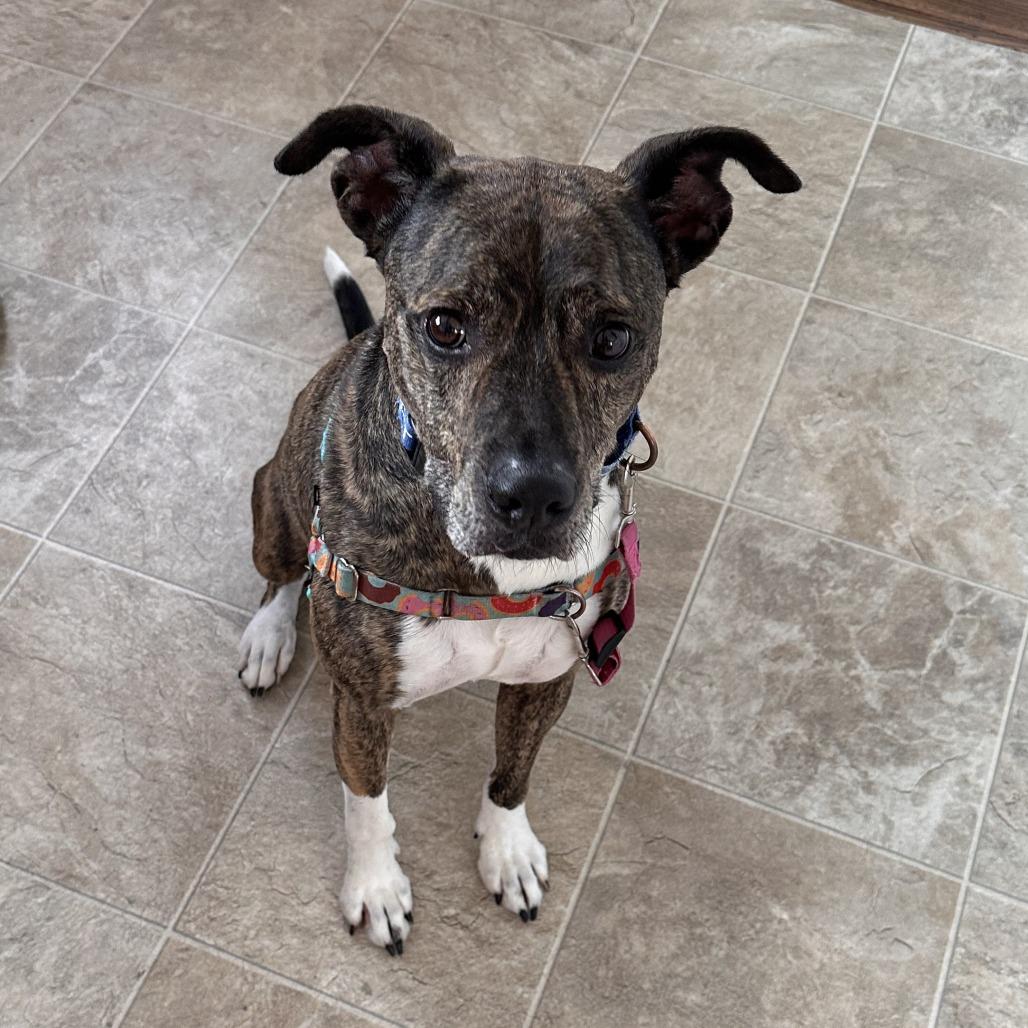 Enlarge Leonardo, a Adoptable mixed breed in Indianapolis, IN image 6/6