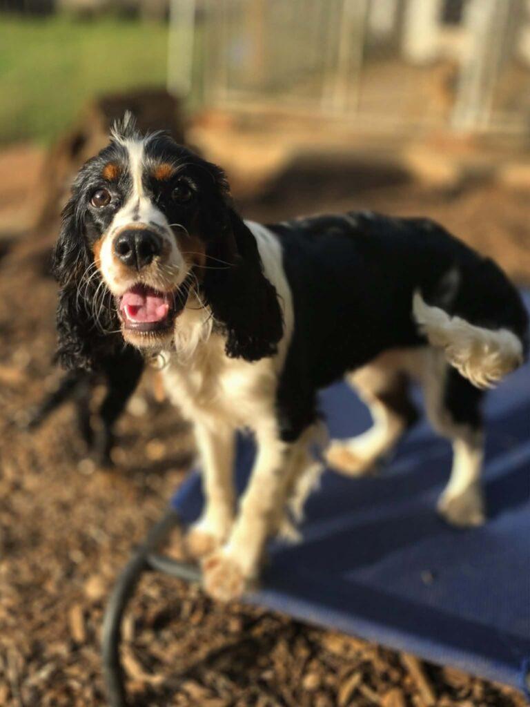 Gabby, adopted, Young Female English Springer Spaniel & Cavalier King Charles Spaniel.