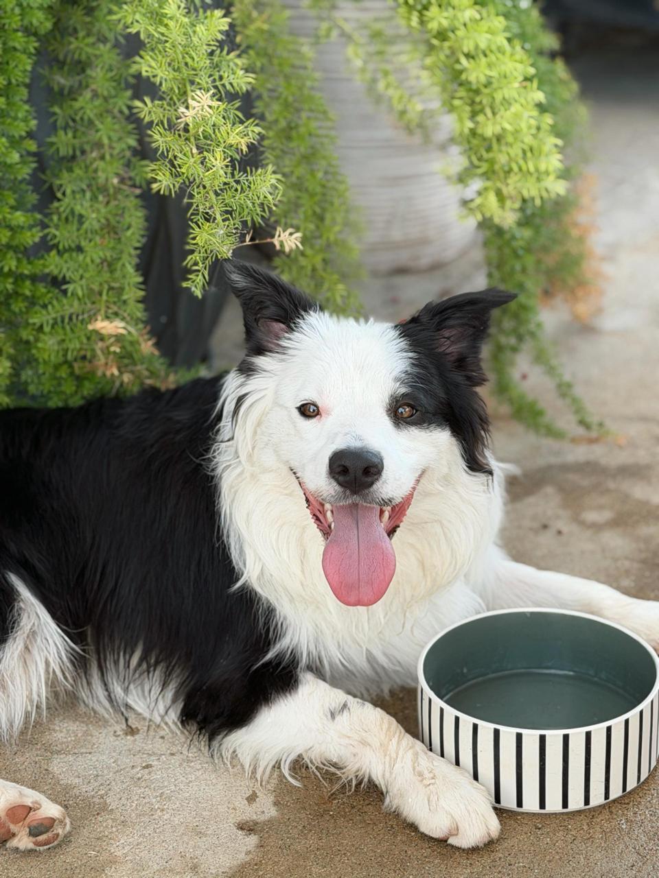 Enlarge Peanut, a Adopted Bearded Collie in Los Angeles, CA image 4/6