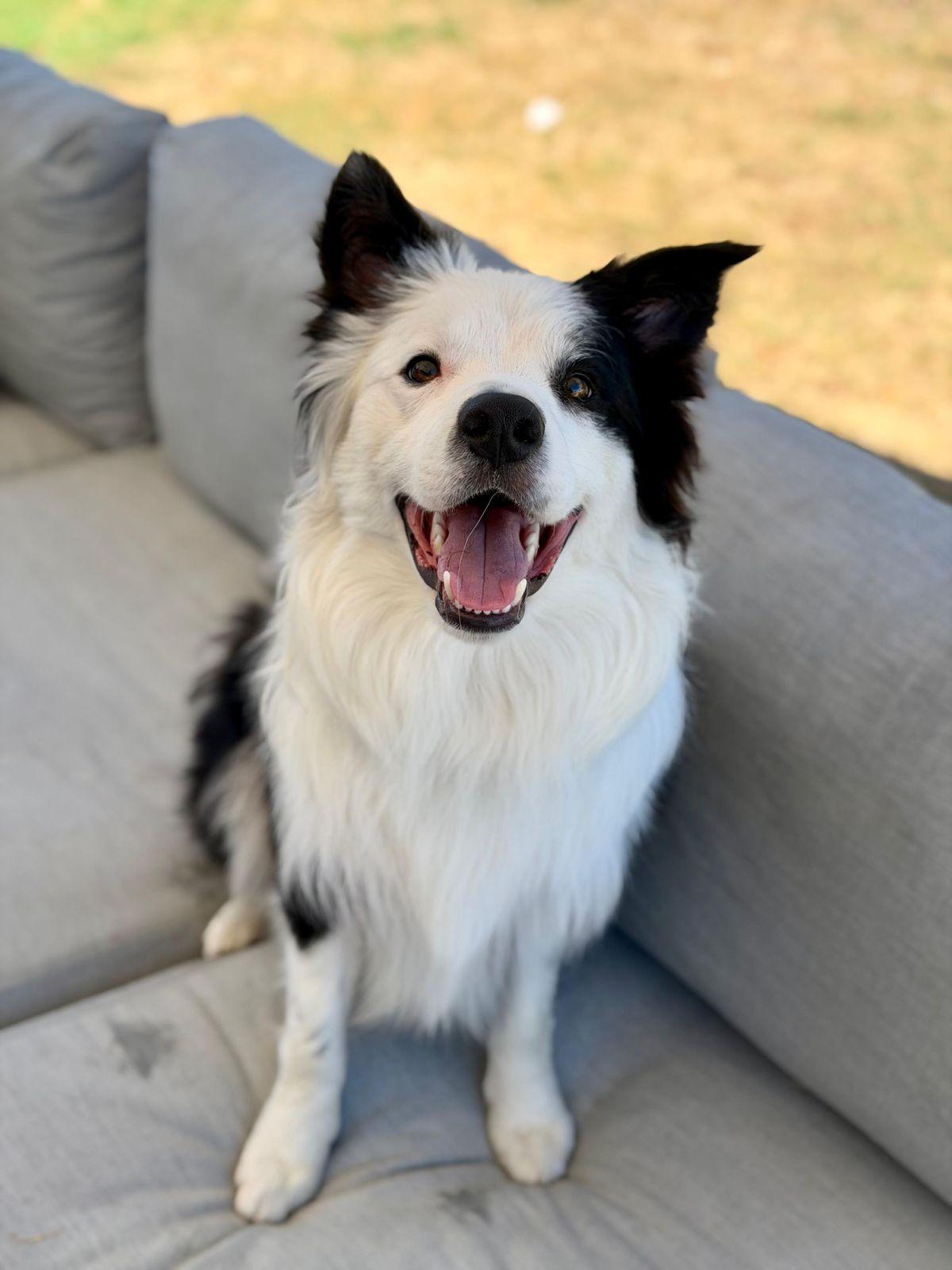 Peanut, Adopted, Puppy Male Bearded Collie.