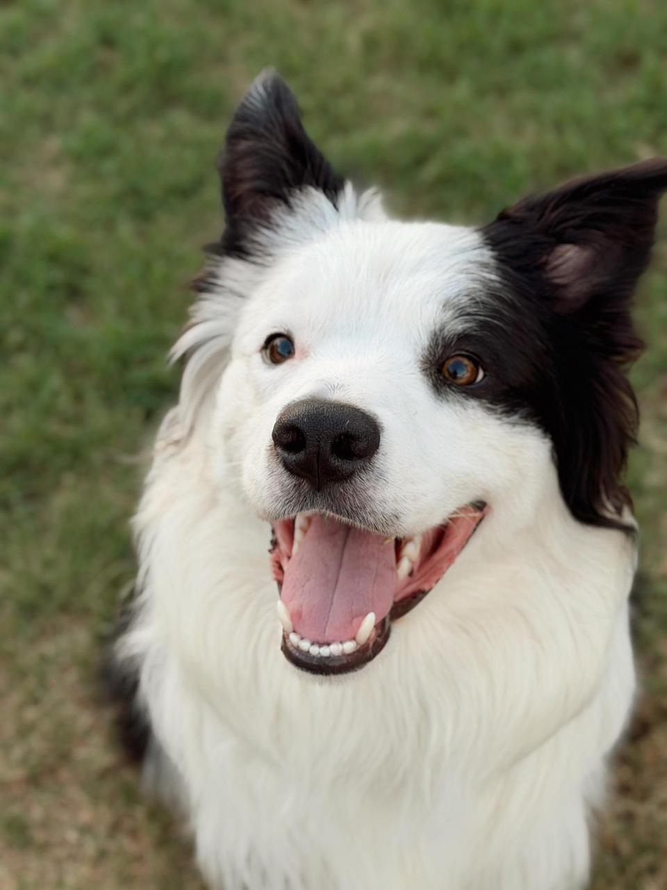 Enlarge Peanut, a Adopted Bearded Collie in Los Angeles, CA image 2/6