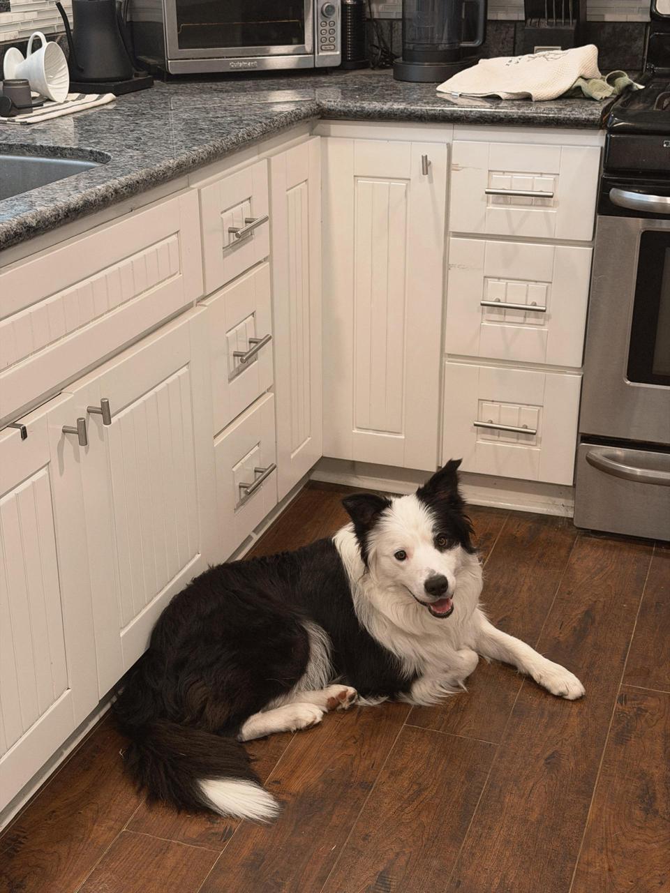 Enlarge Peanut, a Adopted Bearded Collie in Los Angeles, CA image 3/6
