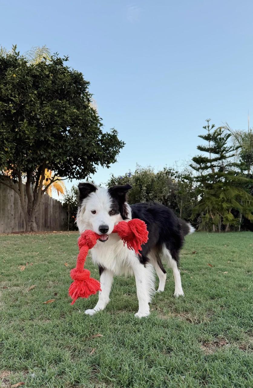 Enlarge Peanut, a Adopted Bearded Collie in Los Angeles, CA image 6/6