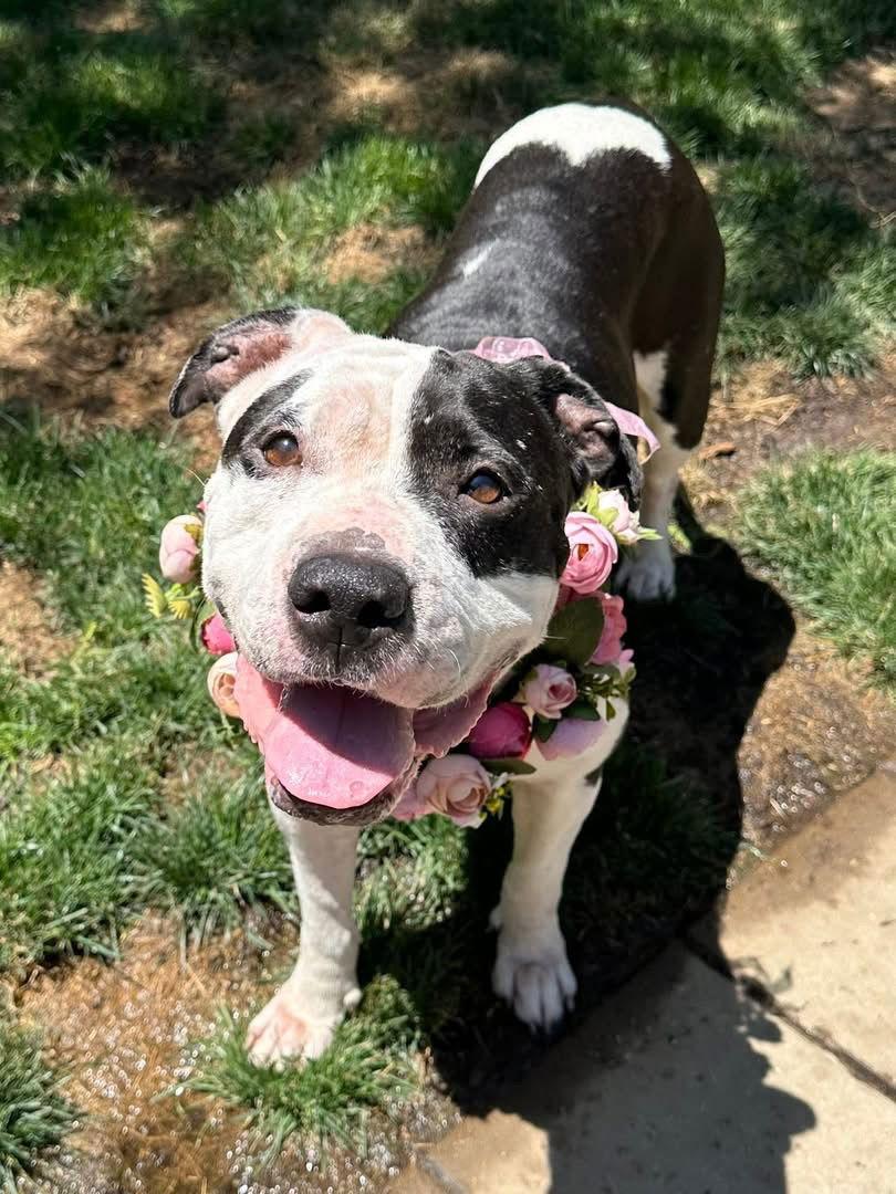 Clarabelle, a Adoptable Pit Bull Terrier in Redlands, CA image 1/3